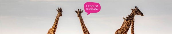 Clubul Learning Architect | De la Sacal la Girafa – 4 pasi de feedback